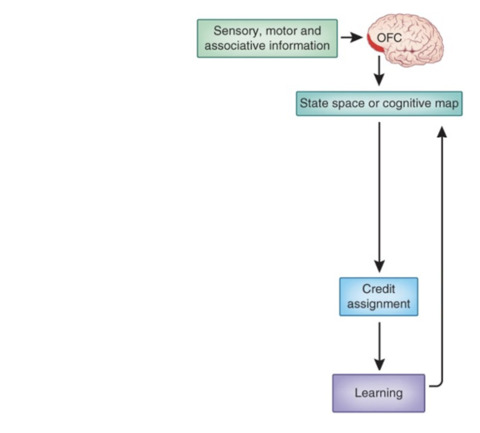 Learning and goal-directed decision making